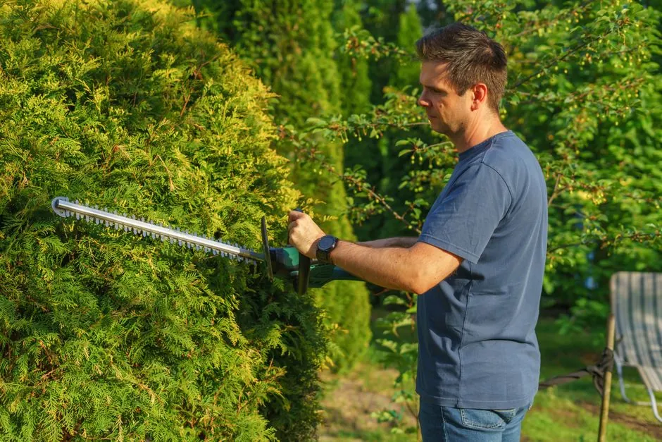 Jardin méditerranéen entretenu — haies et massifs