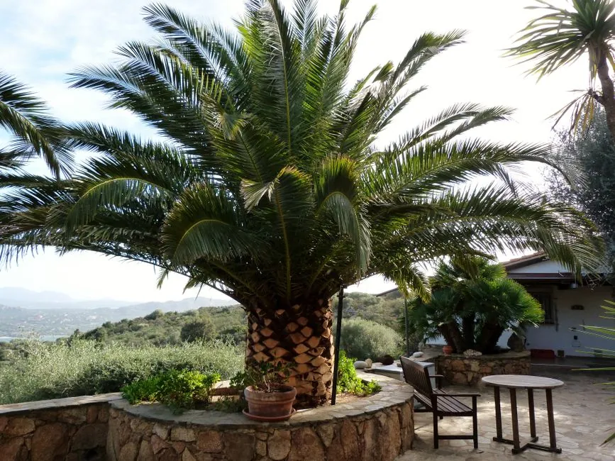 Jardin méditerranéen soigné à Cannes — haies taillées, gazon entretenu